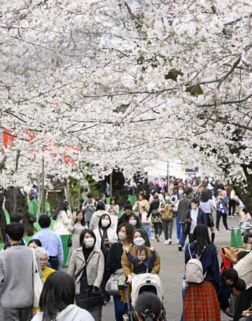 東京都心、桜満開