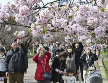 大阪「桜の通り抜け」始まる