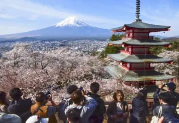 富士山と桜、絶景が見頃