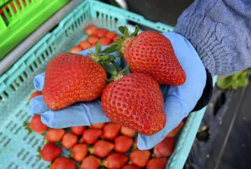 福岡県名産「あまおう」輸送に黄信号