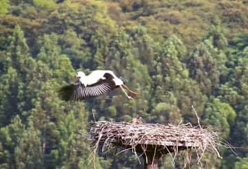 コウノトリ3羽が巣立ち、島根