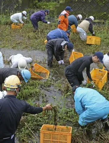 奄美で特定外来種の水草本格駆除