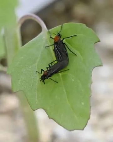 ソウルで「愛の虫」大発生