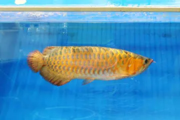 贈り物の熱帯魚アロワナ公開へ