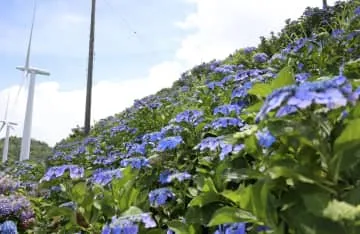 アジサイ3万株、高原の夏染める