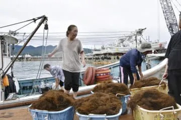 輪島の海女、もずく漁が再開