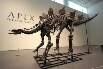 ステゴサウルス化石に70億円