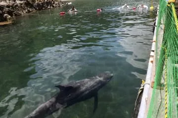 クジラに会える海水浴場、和歌山