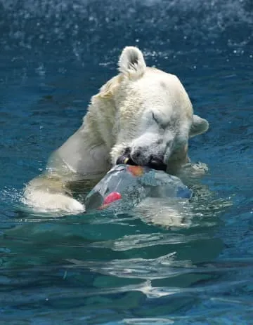 ホッキョクグマが氷がぶり、大阪