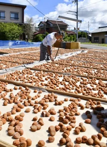 和歌山で南高梅の天日干し本格化