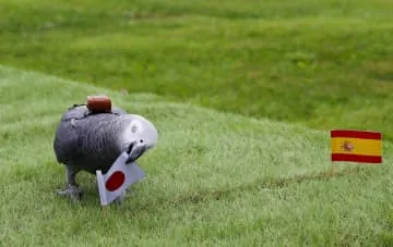 占いインコ、日本の勝利予想