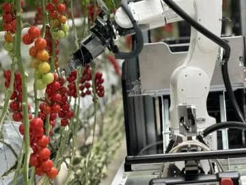 ミニトマトの自動収穫ロボを開発