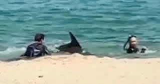 イルカにかまれ男女けが