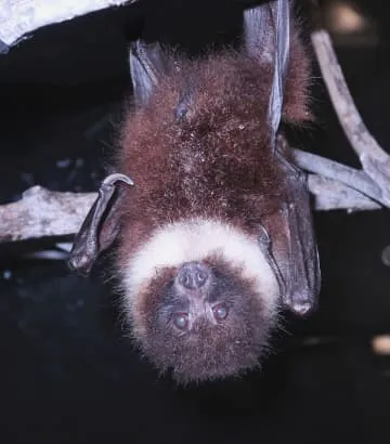 エラブオオコウモリ死ぬ、鹿児島