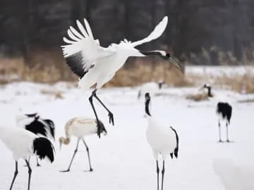 北海道のタンチョウ「再発見」から100年