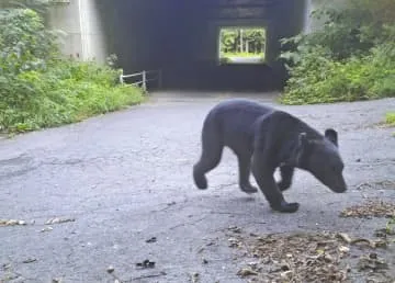 秋田県、クマ被害に見舞金