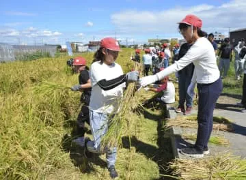 黄金色「奇跡の復興米」稲刈り