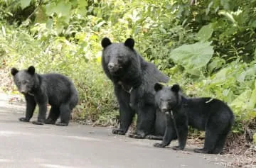 クマ出没、昨年を上回るペース