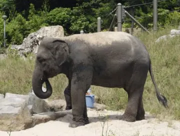 ミャンマーから譲渡のゾウ死ぬ