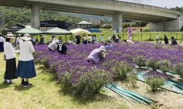 ラベンダーで古都彩る、滋賀・紫香楽宮