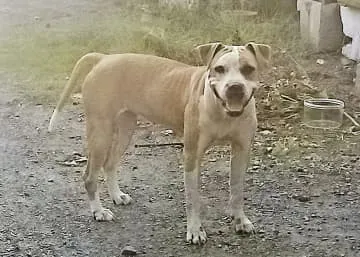 逃げたピットブル犬を保護