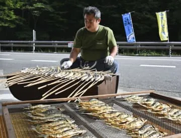 保存食あぶりアユ作り、真っ盛り