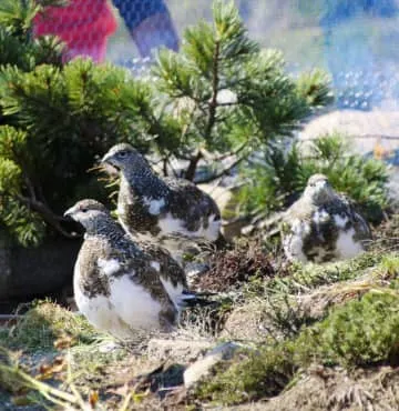 ライチョウ7羽を放鳥