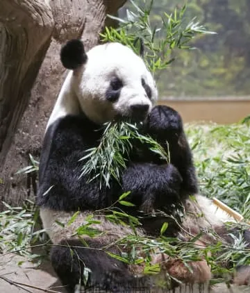 上野のパンダカップルとお別れ