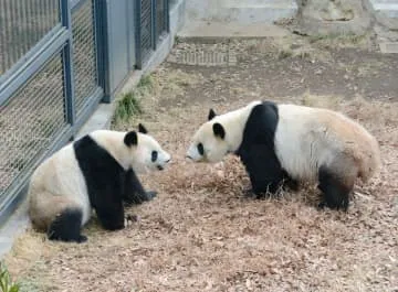 パンダのカップル中国へ出発