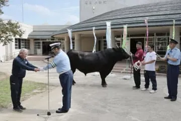 島根県警「牛突き」牛が広報活動