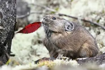 エゾナキウサギ、冬前に顔見せ