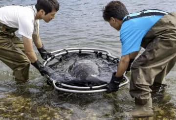 保護ウミガメ、高知・室戸で放流