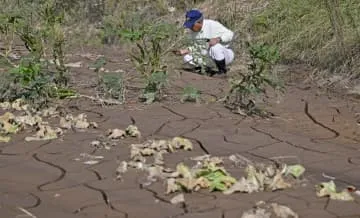 能登豪雨の農業被害、1724件
