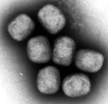 コンゴでワクチン接種開始