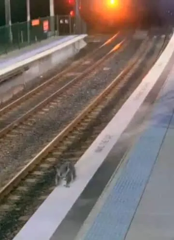 コアラが駅のホームに、シドニー