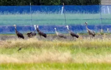 越冬のツル、今季初飛来