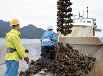 広島のカキ、ようやく水揚げ