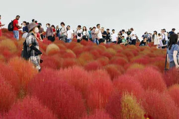 赤々と4万本のコキア紅葉見頃に