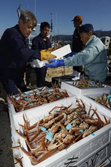 輪島港からズワイガニ出荷