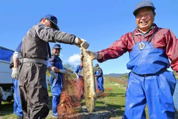 福島・楢葉に婚姻色のサケ