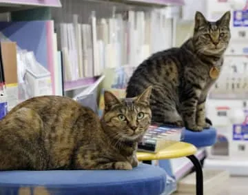 2匹の猫が「接客」長野の文房具店で人気