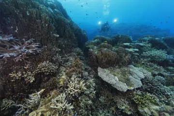 沖縄・辺野古サンゴ、移植再開