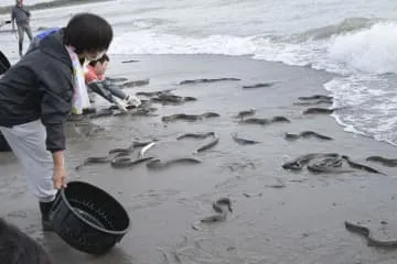 露地池ウナギを川に放流、静岡