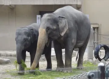 福岡市動物園、ゾウを一般公開