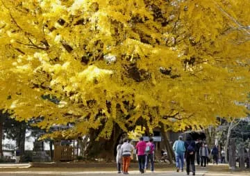 関東最古の大イチョウ見頃