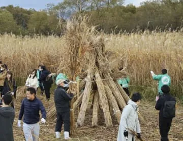 万博ユニホームへ、ヨシ刈り取り