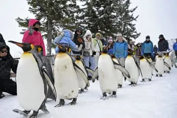 雪が舞う季節、ペンギン散歩