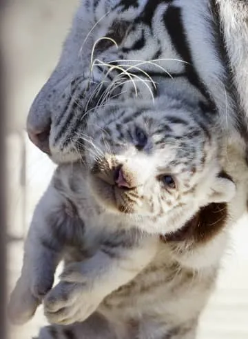 ホワイトタイガー赤ちゃん公開へ