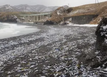 北海道・松前でイワシ大量漂着