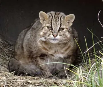 18歳のツシマヤマネコ死ぬ